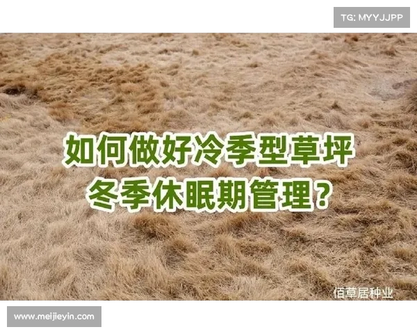 提升草坪质量的关键因素及养护技巧解析 提升草坪质量的关键因素及养护技巧解析